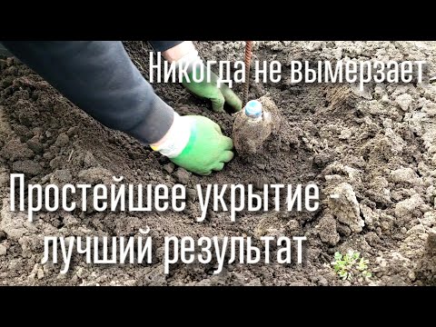 Видео: РАСКРЫТИЕ ВИНОГРАДА ПОСЛЕ ЗИМЫ. НАДЕЖНОЕ УКРЫТИЕ ЗЕМЛЕЙ И МЕШКАМИ