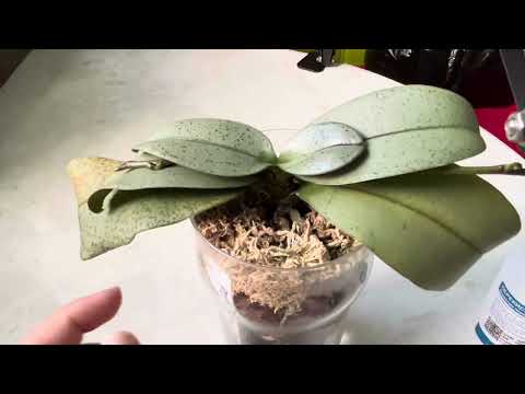Видео: Отделить детку орхидеи, чтоб спасти материнское растение