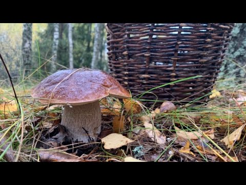 Видео: Осінні Маслюки, Білий Гриб та Підберезники