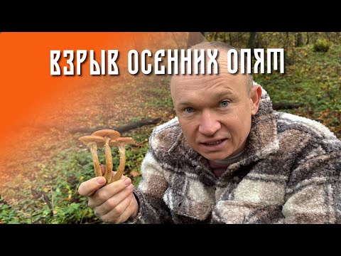 Видео: Опята в сербском лесу. Собирали два дня. 