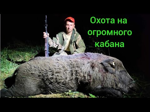 Видео: Охота на вепря.