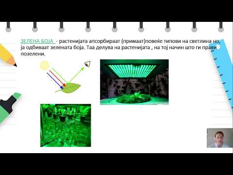 Видео: V одделение - Природни науки - Ефект на светлината со различна боја врз растењето на растенијата