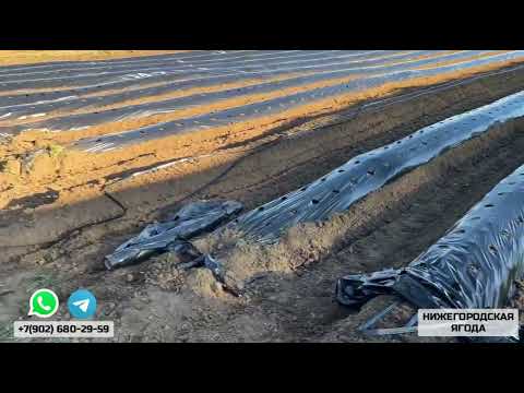 Видео: СПАСАЕМ РАССАДУ. 1 ОКТЯБРЯ 2025