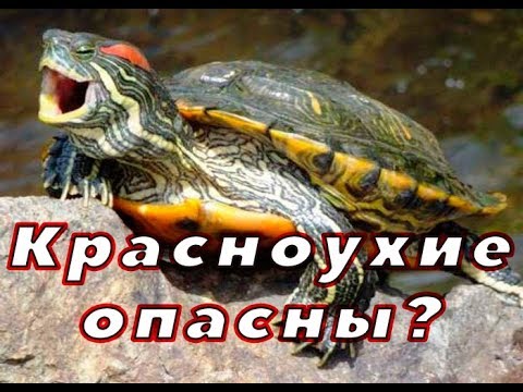 Видео: Красноухая черепаха. ОПАСНО?!