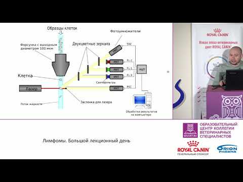 Видео: Трофимцов Д. В. - Типирование лимфом