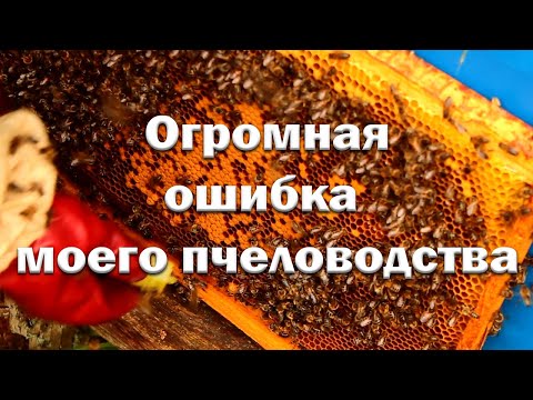 Видео: Фатальная ошибка начинающего пчеловода!