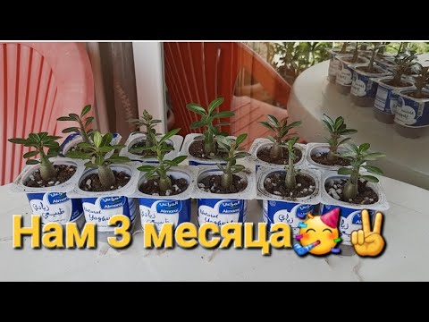 Видео: Адениумам обесум-микс 3 мес. "Умничаю"😉 о влиянии генетики и  условий выращивания на рост адешек.