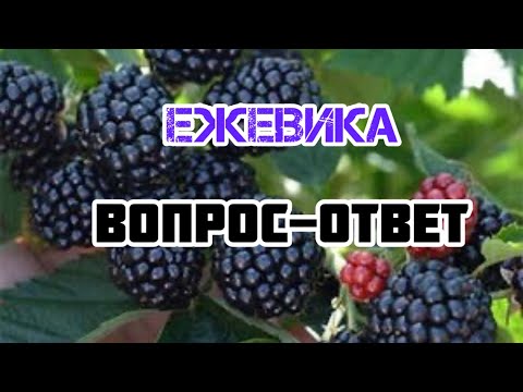 Видео: Ежевика для новичков