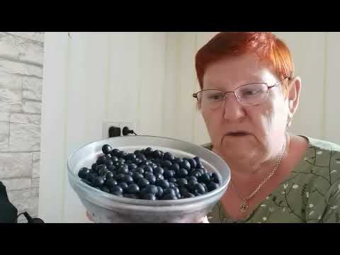 Видео: ЧЕРНИКА-ФОРТЕ С ЛИМОНОМ!🫐 | #1049