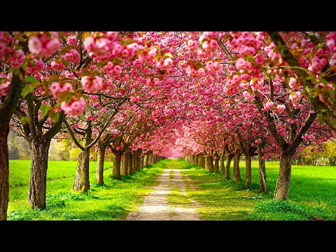 Видео: ВІДНОВЛЕННЯ НЕРВОВОЇ СИСТЕМИ 🌿 Ніжна музика, заспокоює нервову систему і радує душу #84