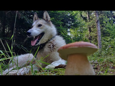 Видео: 2 серпня ГРИБИ диких куточків Карпат