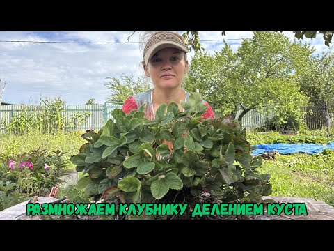 Видео: Размножаем клубнику делением куста