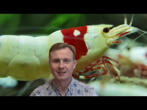 Видео: Аквариумные креветки каридины  на нейтральном грунте