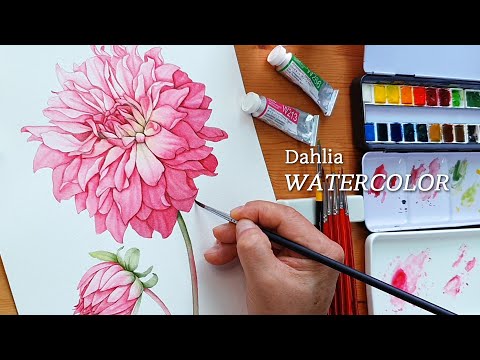 Видео: Акварель Dahlia