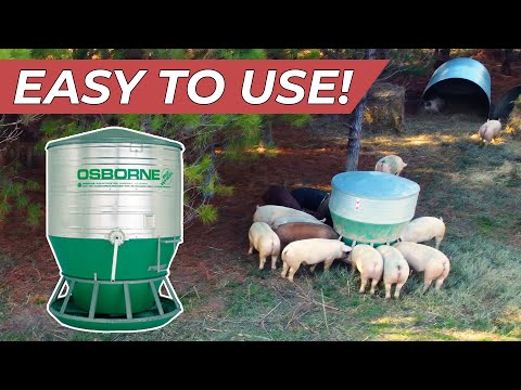 Видео: Как мы кормим 400 пастбищных свиней | Osborne Pig Feeder