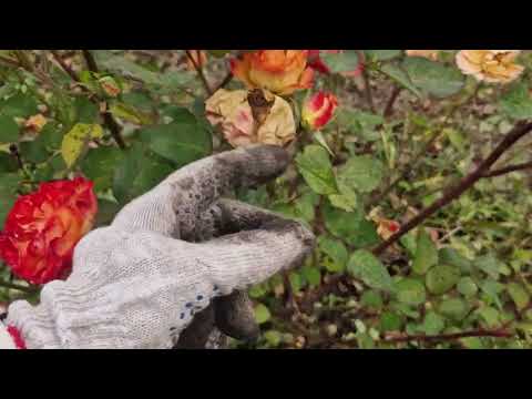 Видео: Обрезала розы 🌹, жалко было расставаться.