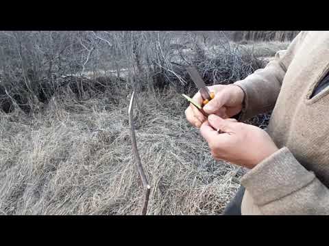 Видео: Ашладисване ,Присаждане, Калемене, Облагородяване с Кайсия и Праскова на подложка Джанка .