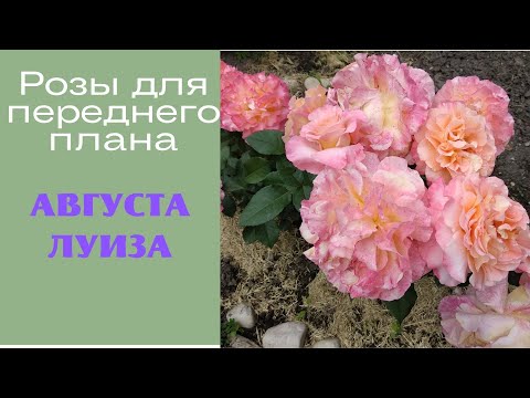 Видео: Розы для переднего плана  Августа Луиза