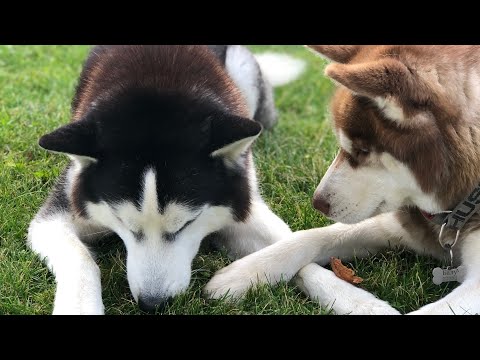 Видео: Як відівчити собаку кусати руки? #Хаскі Ремус і Балу діляться лайфхаками