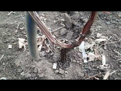 Видео: Когда делать прививки на кусты, виды и способы прививки, их особенности,  условия срастания и др.