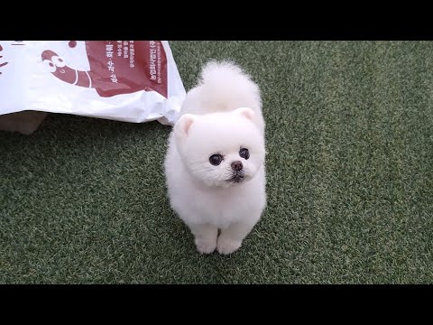 Видео: У нашего любителя овощей большое событие!