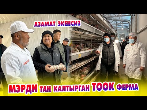Видео: Мэр ТООК фермага кызыгып калды  ~ өз алдынча ТООК фермасын ачууну сунуштады