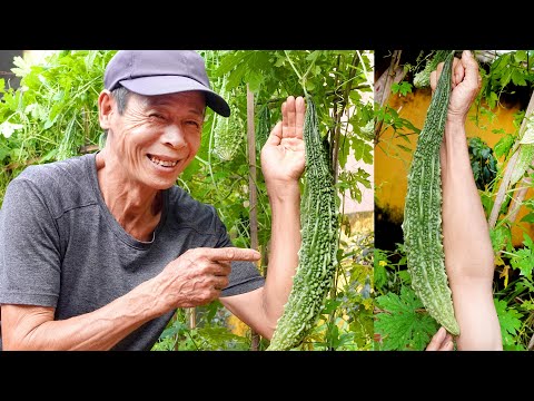 Видео: Как вырастить горькую дыню с множеством фруктов, большими и длинными плодами в домашних условиях