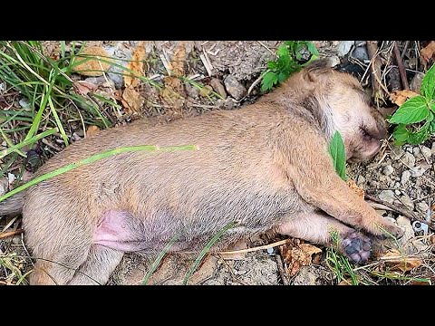 Видео: На дороге увидел бездыханную собачку, но она воскресла, когда я привёл её домой