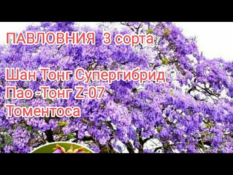 Видео: ПАВЛОВНИЯ обзор за 3 года. ТОМЕНТОСА, Шан-Тонг Супергибрид, Z-07 Пао-Тонг