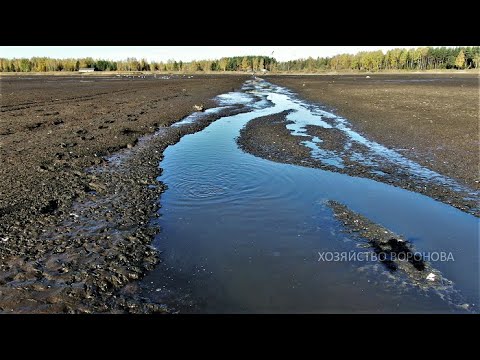 Видео: Большой пруд осушили, а рыба осталась. Обнаружил много крупного карпа, карася. Летаю над водоёмом