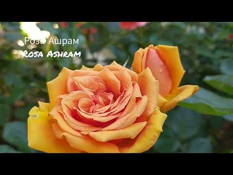 Видео: ОЧАРОВАНИЕ...//Клумба из роз