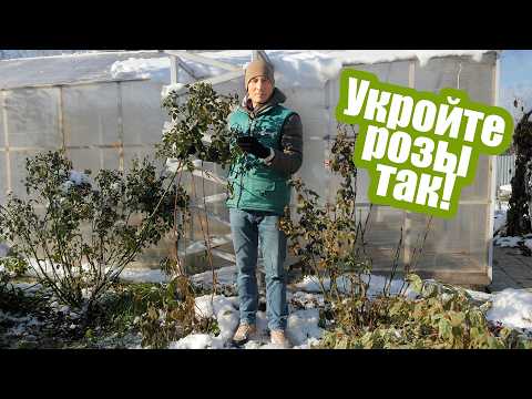 Видео: Как укрыть розы на зиму? 3 лучших способа!
