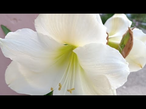 Видео: 🌺Сезон продажи Гиппеаструма в Магнитах нашей страны открыт.