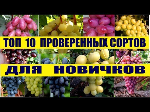 Видео: ТОП 10..проверенных сортов для начинающих виноградарей