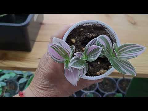 Видео: Комнатные растения и коллекция кактусов и суккулентов. Моё новое увлечение!!! Обзор.9 июня 2024 г.