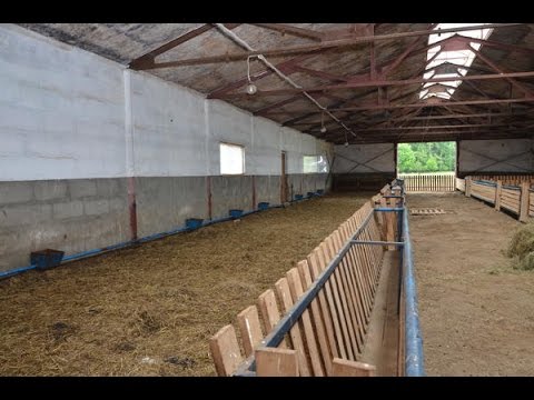 Видео: Содержание овец романовской породы.  Устройство овчарни. ООО Романовское