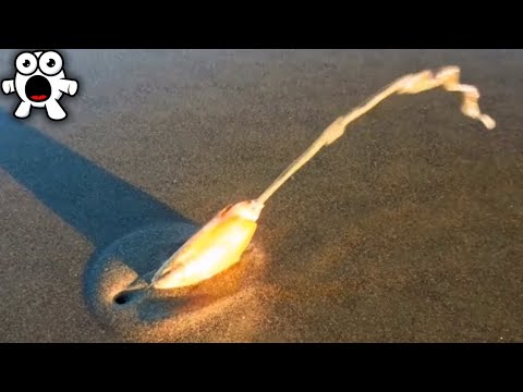 Видео: Увидели Это На Пляже? Уходите Оттуда