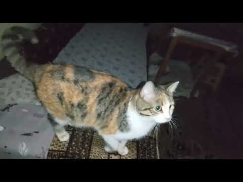 Видео: СВЭТа КУДА ТО УШЛА👀🔋💡!А У НАС НОВЫЙ ГОД!⛄КОТИКИ НАЙДУТ ЧЕМ ЗАНЯТЬСЯ!😸😻