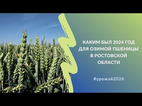 Видео: Каким был 2024 год для озимой пшеницы в Ростовской области | Взгляд семеноводов #урожай2024