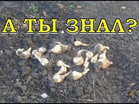 Видео: НАРЦИССЫ: осенняя посадка ПОШАГОВО