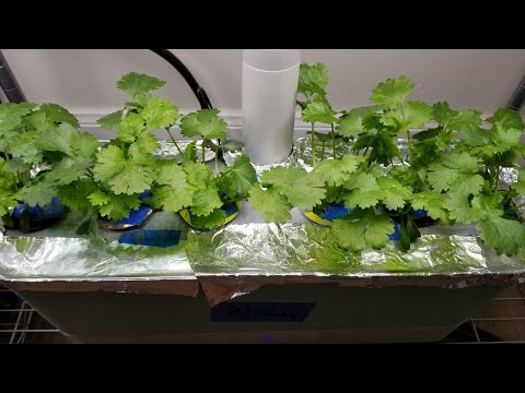 Видео: Выращивайте кинзу в гидропонной системе Aerogarden Harvest