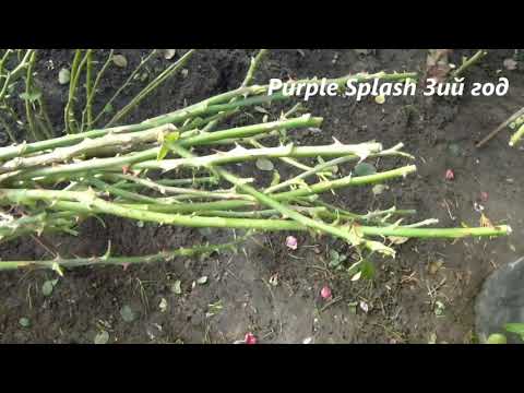 Видео: ОБЛЕГЧЁННЫЙ  способ Обрезки и Пригибания ПЛЕТИСТЫХ РОЗ НА ЗИМУ .НИЖНИЙ НОВГОРОД.