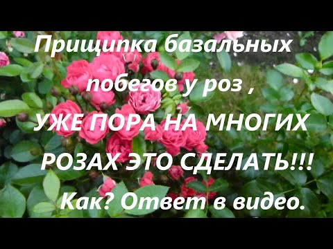 Видео: Прищипка базальных побегов у роз ,УЖЕ ПОРА НА МНОГИХ РОЗАХ ЭТО СДЕЛАТЬ!!! как? Ответ в видео.