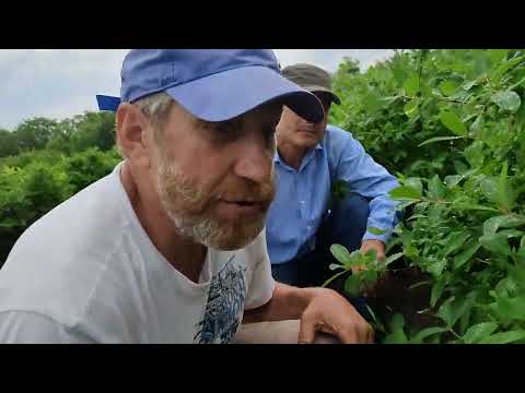 Видео: Рекорд.Приросты супер закладки. Весенняя обрезка 3.