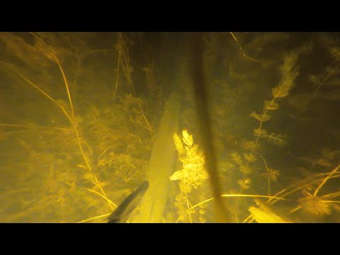 Видео: Підводна охота карась, щука , окунь. Рівненська обл.