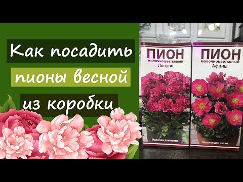 Видео: Как посадить пионы весной из коробки?