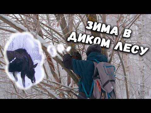 Видео: Испытание новой ФОТОЛОВУШКИ | Выбираю место для установки ЗИМОЙ | Кто попался в кадр за месяц?