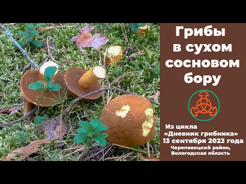 Видео: Грибы в сухом сосновом бору. Дневник грибника 13 сентября 2023 года.