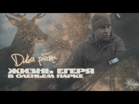 Видео: Дикая работа: жизнь егеря в Оленьем парке
