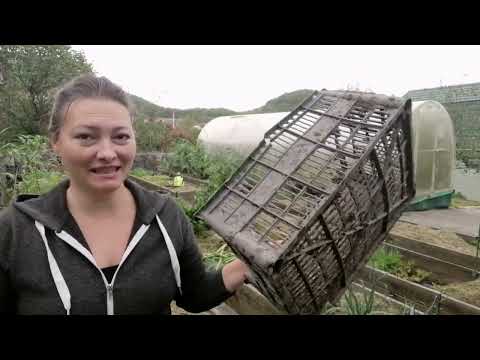 Видео: ХИТРЫЙ СПОСОБ ВЫРАЩИВАНИЯ КАБАЧКОВ | КАБАЧКИ С МАЯ ПО ОКТЯБРЬ